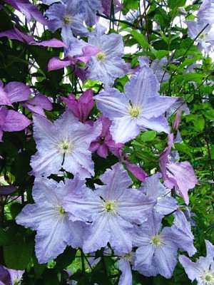 Клематис Блю Ангел (Голубой Ангел) крупноцветковый (Clematis Blue Angel)