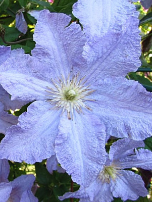 Клематис Блю Ангел (Голубой Ангел) крупноцветковый (Clematis Blue Angel)