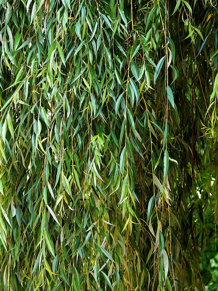 Виды названия ивы. Ива белая (Salix Alba). Ива плакучая Тристис. Ива белая Тристис. Ива Вавилонская.