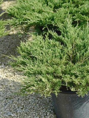 Можжевельник горизонтальный Андорра Компакта (Juniperus horizontalis Andorra Compact)