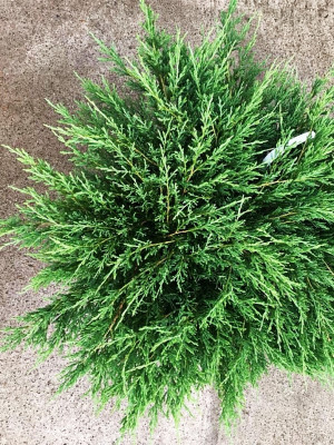 Можжевельник горизонтальный Андорра Компакта (Juniperus horizontalis Andorra Compact)