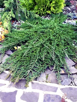 Можжевельник горизонтальный Принц Уэльский (Juniperus horizontalis Prince of Wales)