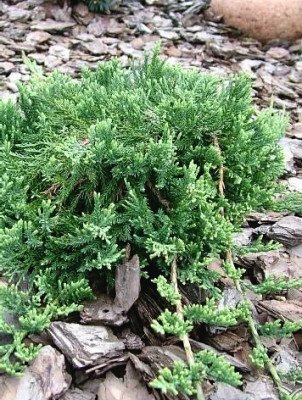 Можжевельник горизонтальный Вилтони (Juniperus horizontalis Wiltonii)