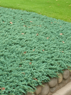Можжевельник горизонтальный Вилтони (Juniperus horizontalis Wiltonii)
