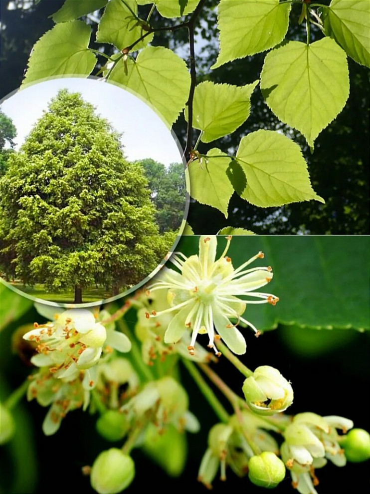 Липа мелколистная (Т47, Т60, Т172)