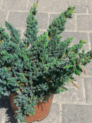 Можжевельник чешуйчатый Мейери (Juniperus squamata Meyeri)