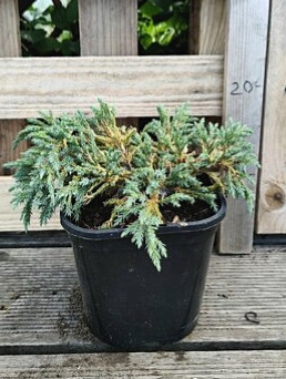 Можжевельник чешуйчатый Старфиш (Juniperus squamata Starfish)