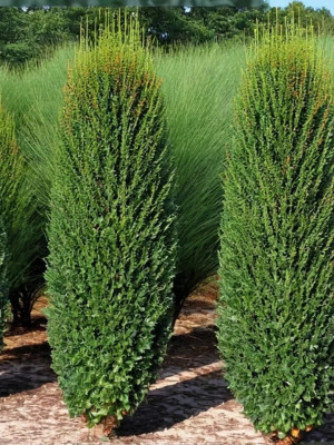 Можжевельник обыкновенный Хиберника (Juniperus communis Hibernic)