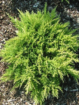 Можжевельник средний Пфитцериана Ауреа (Juniperus media Pfitzeriana Aurea)