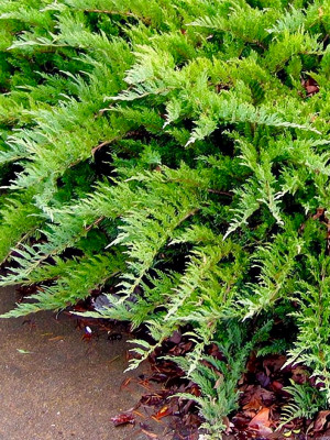 Можжевельник казацкий Тамарисцифолия (Juniperus Sabina Tamariscifolia)
