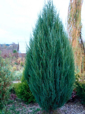 Можжевельник скальный Блю Арроу (Juniperus scopulorum Blue Arrow)