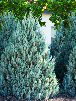 Можжевельник скальный Мунглоу (Juniperus scopulorum Moonglow)