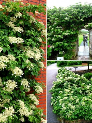 Гортензия черешковая Миранда (Hydrangea pet. Miranda)
