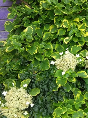 Гортензия черешковая Миранда (Hydrangea pet. Miranda)