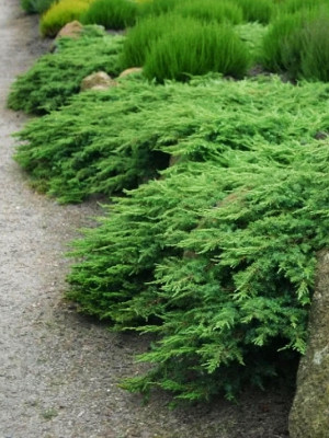 Можжевельник обыкновенный Green Carpet (Грин Карпет)