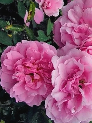 Роза Джон Дэвис канадская (Rose John Davis)