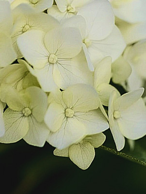 Гортензия Фловер Вау древовидная (Hydrangea arb. FE Flower WOW)